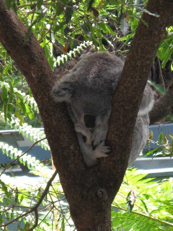 Ursulus Koalus Terriblis (Scores a 9 on the Irwin Danger Scale)