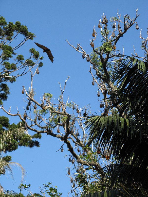 Fruit Bats (Scores a 8 on the Irwin Danger Scale)