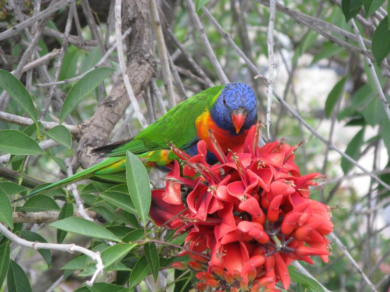 Rainbow Lorikeet (Scores a 6 on the Irwin Danger Scale)